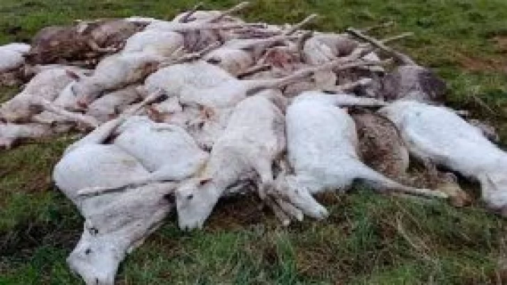 Miles de ovejas murieron de frío: habían sido esquiladas por ola de calor