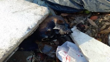 Hallaron restos humanos en un basural de Mar del Plata