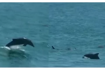 Delfines sorprenden a un grupo de pescadores en nuestra costa