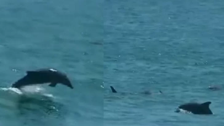 Delfines sorprenden a un grupo de pescadores en nuestra costa