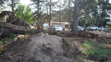 Denunciaron penalmente a un vecino que taló pinos añejos en Villa del Deportista