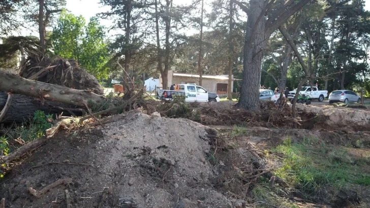 Denunciaron penalmente a un vecino que taló pinos añejos en Villa del Deportista