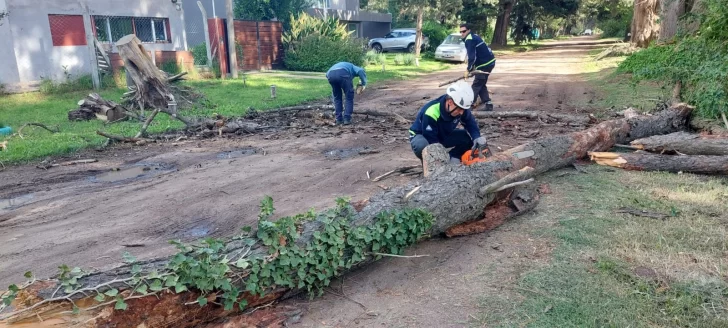 Cayó parte de un pino en Villa del Deportista