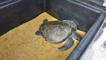 Liberaron a la tortuga verde que había sido rescatada en la costa