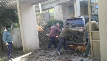 Temporal: un pino cayó sobre un auto en la Villa del Deportista