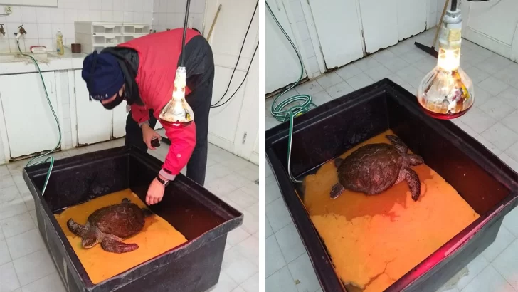 El ejemplar de tortuga verde fue trasladado a un acuario marplatense