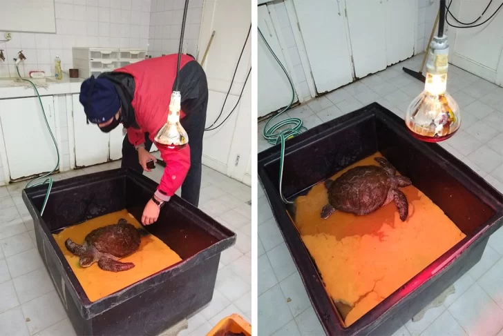 El ejemplar de tortuga verde fue trasladado a un acuario marplatense