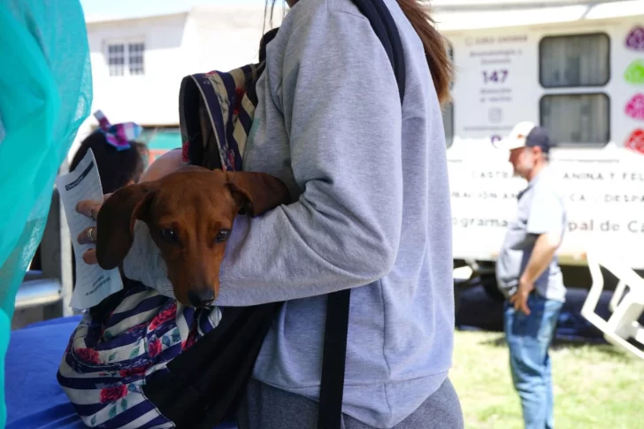 El operativo de castración de mascotas llega a la Delegación de Quequén