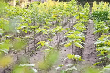 Avanza el plan de reforestación del Parque Miguel Lillo