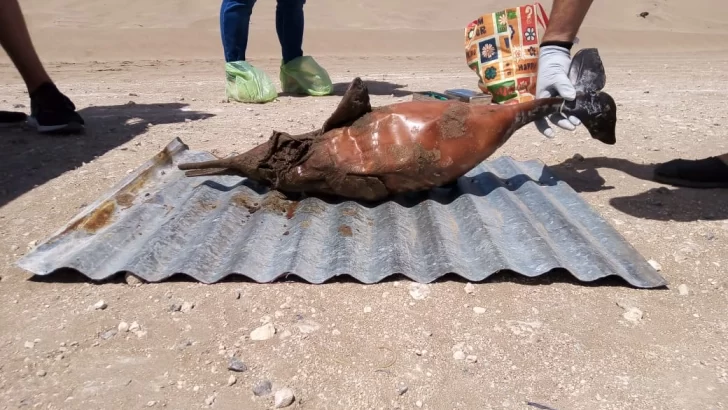 Encontraron un delfín muerto en las playas del centro de la ciudad