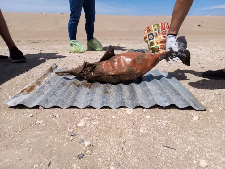 Encontraron un delfín muerto en las playas del centro de la ciudad