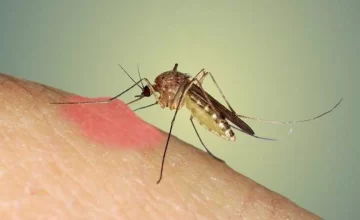 Cuestión de piel: Por qué los mosquitos te pican a vos (y no a los demás)