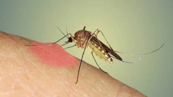 Cuestión de piel: Por qué los mosquitos te pican a vos (y no a los demás)