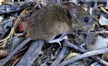 Confirmaron un caso de hantavirus en la provincia de Buenos Aires