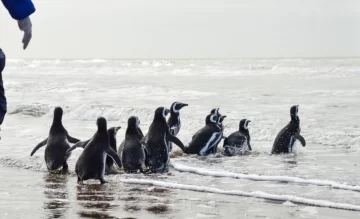 Devuelven al mar a un pingüino que encontraron en Miramar y se lo llevaron de mascota a Córdoba