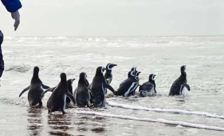 Devuelven al mar a un pingüino que encontraron en Miramar y se lo llevaron de mascota a Córdoba