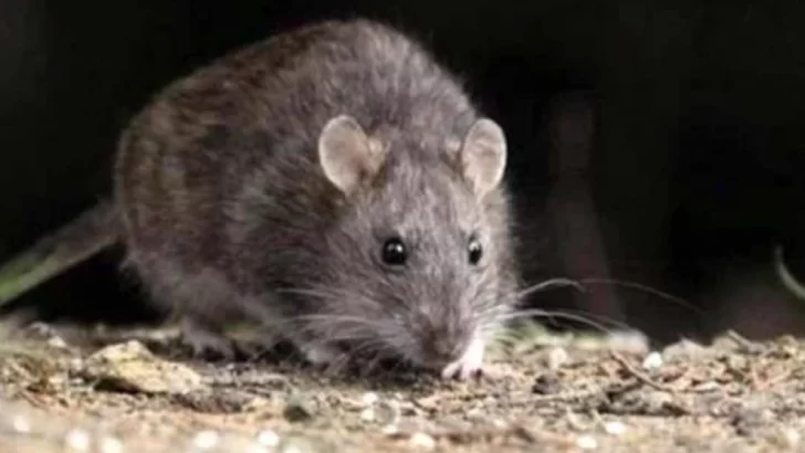 Invasión de roedores en el Barrio los Álamos: van a desratizar y desinfectar las viviendas