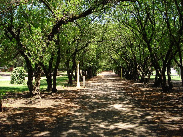 Murió un joven tras caer de un árbol