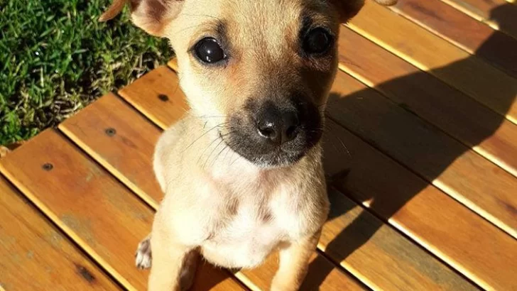 Somos 2 hermanitas que fuimos abandonadas en el basural