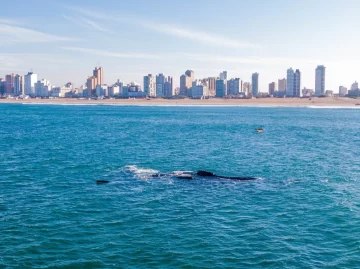Presencia de ballenas en las costas de Necochea Y Quequén