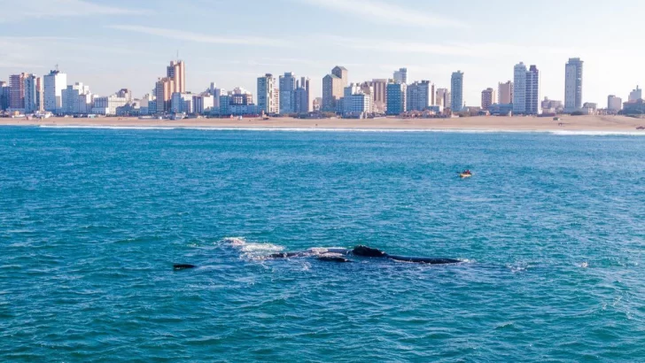 Presencia de ballenas en las costas de Necochea Y Quequén