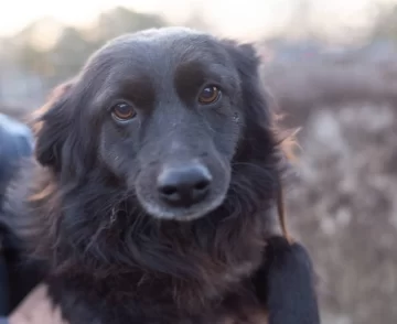 Hola soy Luna, una perrita, de tamaño chico, me encanta salir a pasear