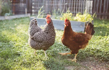 Gripe aviar: Bromatología aclara que “el riesgo de transmisión a humanos es bajo”