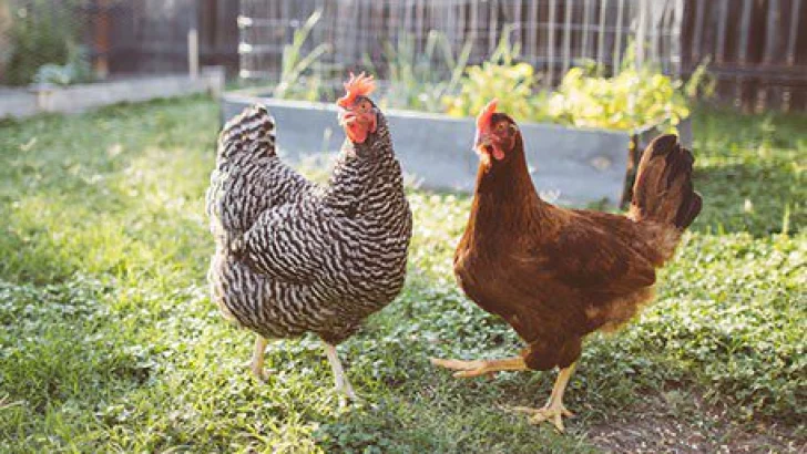 Gripe aviar: Bromatología aclara que “el riesgo de transmisión a humanos es bajo”