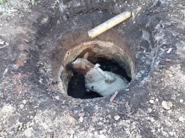 Rescataron a un caballo que cayó en un pozo