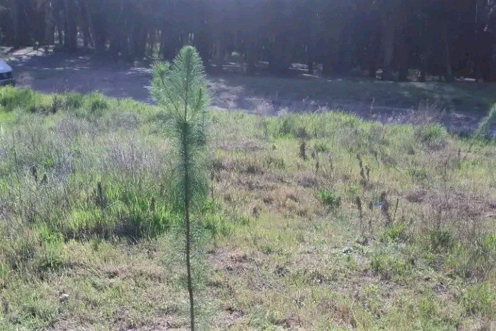 Robaron 20 pinos recién plantados en el parque Miguel Lillo