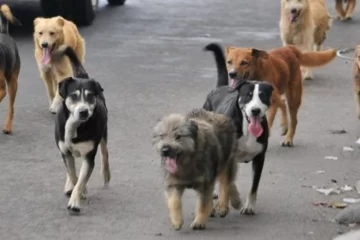 Tres Arroyos: secuestran perros que los dueños dejan sueltos y les cobran acarreo y la estadía