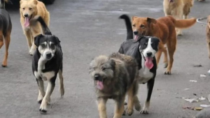 Tres Arroyos: secuestran perros que los dueños dejan sueltos y les cobran acarreo y la estadía