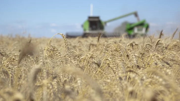 La Bolsa de Comercio de Rosario volvió a recortar la estimación de producción de trigo