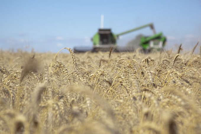 La Bolsa de Comercio de Rosario volvió a recortar la estimación de producción de trigo
