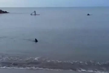 Apareció un tiburón nadando cerca de la orilla de Santa Clara del Mar