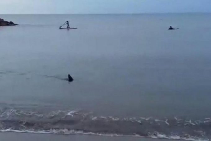 Apareció un tiburón nadando cerca de la orilla de Santa Clara del Mar