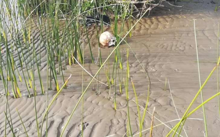 Punta Lara: encontraron restos humanos en una playa