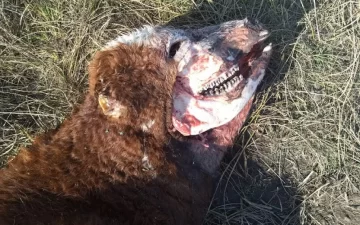 Misterio por la aparición de una vaca mutilada en Puan