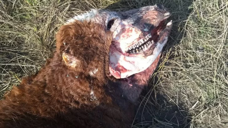 Misterio por la aparición de una vaca mutilada en Puan