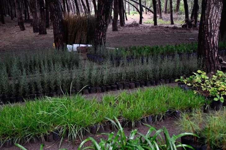 Realizan una forestación de 3 mil ejemplares en sectores del Parque Miguel Lillo