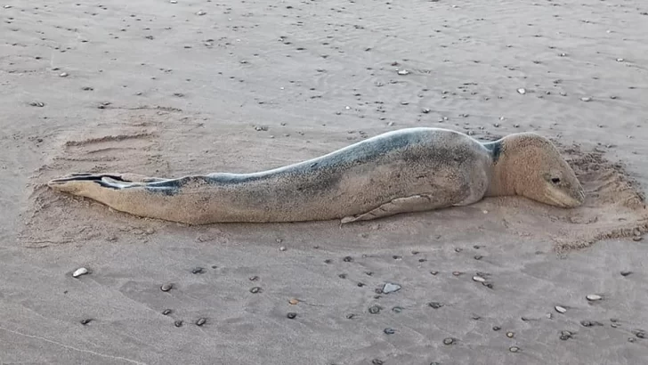 Apareció una foca leopardo en Cueva del Tigre. Piden a los vecinos no acercarse al animal