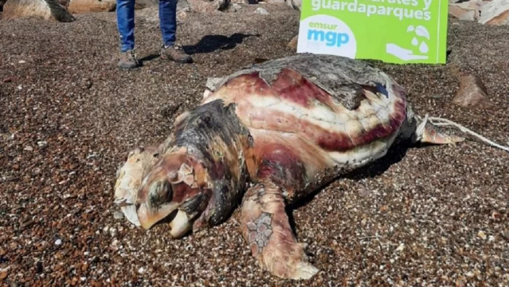 Encontraron el cadáver de una tortuga marina en las costas de Chapadamalal