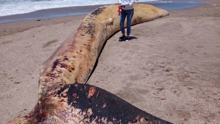 Una ballena de 17 metros apareció muerta en las playas de San Cayetano