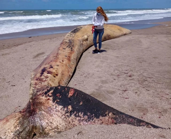 Una ballena de 17 metros apareció muerta en las playas de San Cayetano