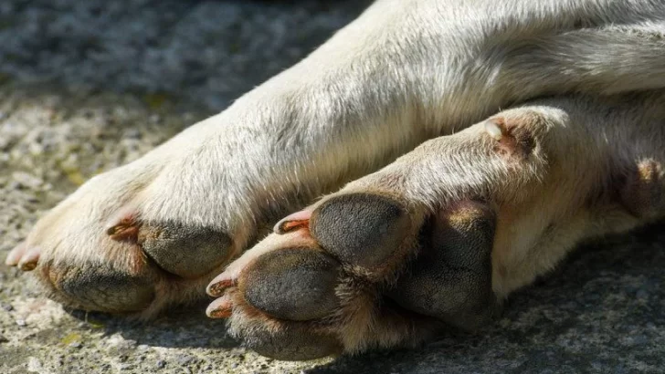 Denuncian que dos perros murieron con síntomas de envenenamiento en la zona parque