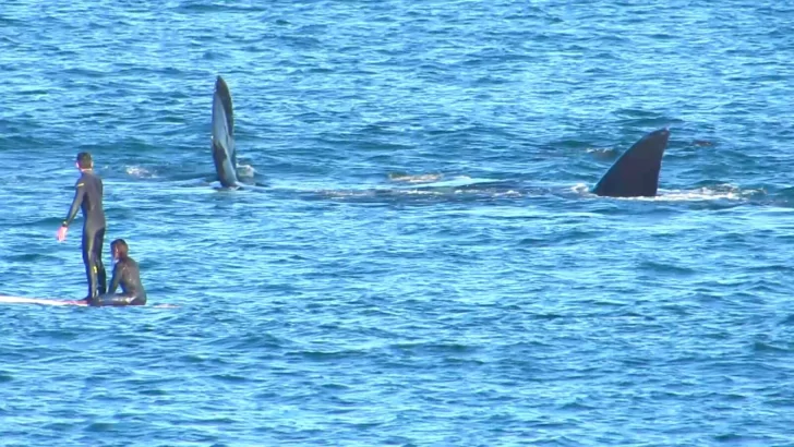 ¿Pueden convertirse las ballenas en un atractivo turístico para romper la estacionalidad?