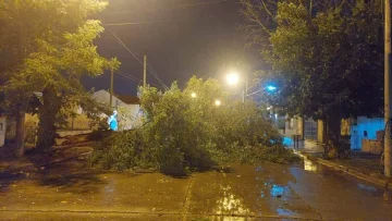 Con la tormenta, cayó un árbol en calle 65