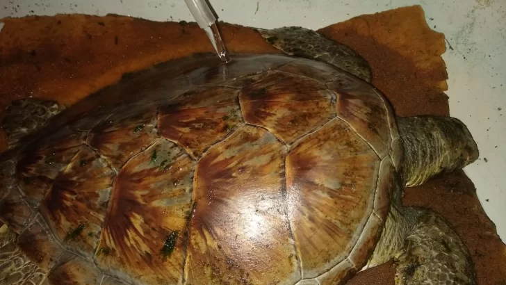 Recuperan a la tortuga verde y será enviada a la Fundación Aquarium