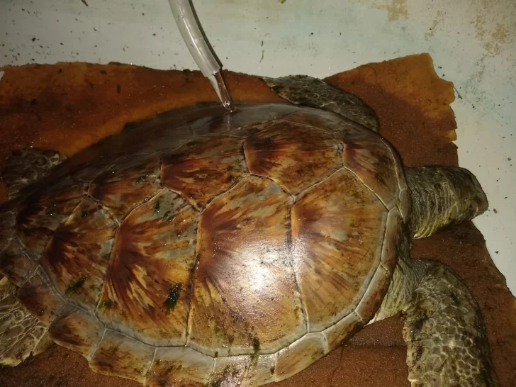 Recuperan a la tortuga verde y será enviada a la Fundación Aquarium