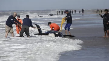 Terminó el rescate de las orcas varadas: seis fueron salvadas y una murió